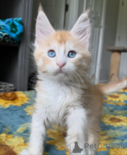 Photo №1. maine coon - à vendre en ville de Ath | 678€ | Annonce № 159301