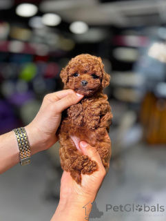 Photo №2 de l'annonce № 173556 de la vente caniche (jouet) - acheter à Allemagne éleveur