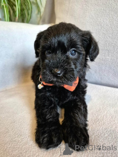 Photo №4. Je vais vendre caniche (jouet) en ville de Steyr. éleveur - prix - 800€