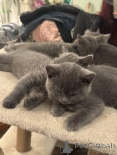 Photo №1. british shorthair - à vendre en ville de Ramstein-Miesenbach | 550€ | Annonce № 166063