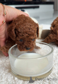 Photo №4. Je vais vendre caniche (jouet) en ville de Varsovie. éleveur - prix - négocié