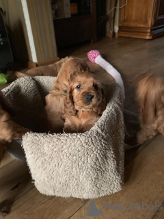 Photos supplémentaires: Chiots cocker américain en bonne santé à adopter maintenant