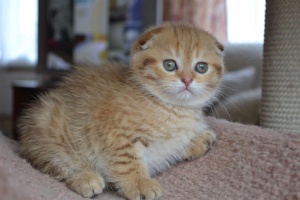 Photos supplémentaires: Chatons chinchilla d'or écossais à vendre, chatons nés le 01/28 /