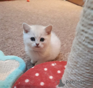 Photo №3. Des chatons British shorthair blancs comme neige vaccinés sont maintenant. Allemagne