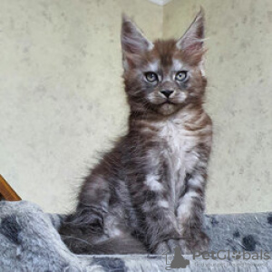 Photo №1. maine coon - à vendre en ville de Гриндельвальд | Gratuit | Annonce № 129233