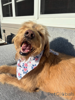 Photo №1. labradoodle - à vendre en ville de Alavus | 450€ | Annonce №169363