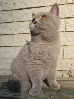 Photo №1. british shorthair - à vendre en ville de Berlin | négocié | Annonce № 167778