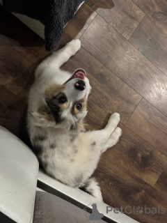 Photo №2 de l'annonce № 153959 de la vente berger australien - acheter à Biélorussie annonce privée, de la fourrière, éleveur