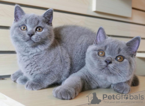 Photo №1. british shorthair - à vendre en ville de Гамбург | 200€ | Annonce № 115742