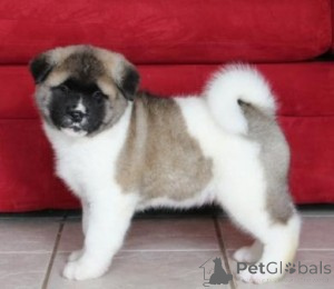 Photo №1. akita (chien) - à vendre en ville de Helsinki | négocié | Annonce №138162