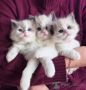 Photo №1. ragdoll - à vendre en ville de Chania | négocié | Annonce № 170587