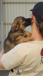 Photo №4. Je vais vendre chien bâtard en ville de Rivière moscou. annonce privée - prix - Gratuit