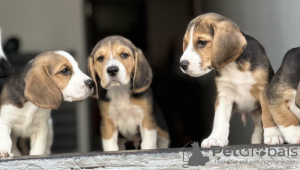 Photos supplémentaires: Chiots beagles