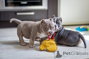 Photo №2 de l'annonce № 147459 de la vente american bully - acheter à Allemagne annonce privée