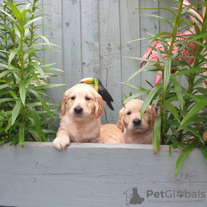 Photo №1. golden retriever - à vendre en ville de Berlin | Gratuit | Annonce №115951