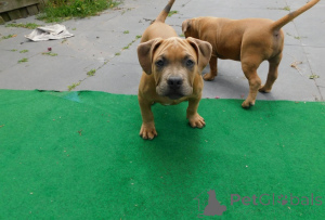Photo №1. bouledogue américain - à vendre en ville de Cerf | 850€ | Annonce №172626