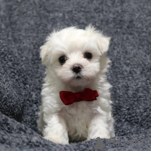 Photo №1. bichon maltais - à vendre en ville de Rennes | négocié | Annonce №171674