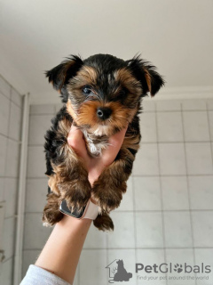 Photo №2 de l'annonce № 42251 de la vente yorkshire terrier - acheter à Allemagne annonce privée