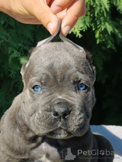 Photo №3. Chiots CANE CORSO. Serbie