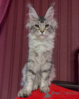 Photo №1. maine coon - à vendre en ville de Aston | 2500€ | Annonce № 159942