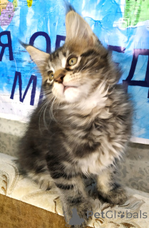 Photo №4. Je vais vendre maine coon en ville de Tioumen. annonce privée, de la fourrière, éleveur - prix - 1294€