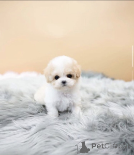 Photo №2 de l'annonce № 168226 de la vente caniche (jouet) - acheter à USA éleveur