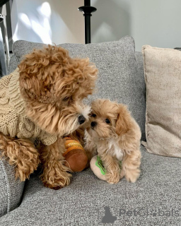 Photo №3. Des chiots maltipoo F1 absolument époustouflants.. Allemagne