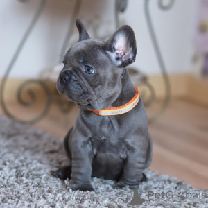 Photo №1. bouledogue - à vendre en ville de Deutsch-wagram | négocié | Annonce №168313