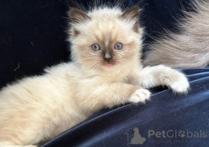Photo №2 de l'annonce № 176226 de la vente ragdoll - acheter à La Grande-Bretagne annonce privée