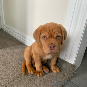 Photo №1. dogue de bordeaux - à vendre en ville de Zürich | 550€ | Annonce №89096