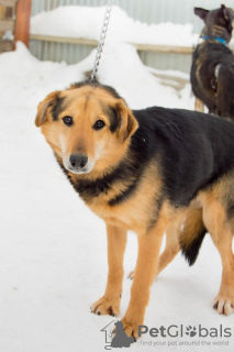 Photo №2 de l'annonce № 9039 de la vente chien bâtard - acheter à Fédération de Russie de l'abri