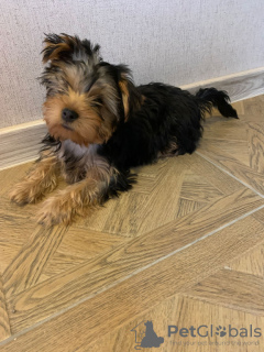 Photo №4. Je vais vendre yorkshire terrier en ville de Hannover. annonce privée - prix - 3€