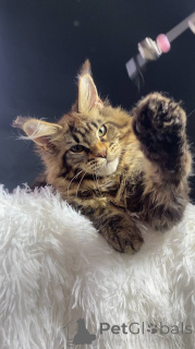 Photo №1. maine coon - à vendre en ville de Kalouga | 647€ | Annonce № 143878