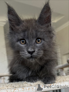 Photo №3. Adorables chatons coon du Maine Disponibles géants doux avec des tempéraments. Allemagne