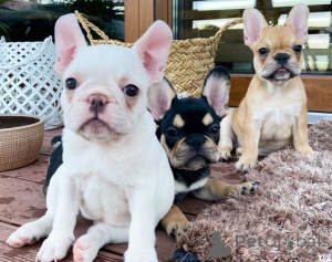 Photo №1. bouledogue - à vendre en ville de Bruxelles | Gratuit | Annonce №162226