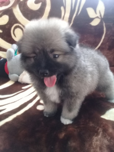 Photos supplémentaires: Chiots Keeshond
