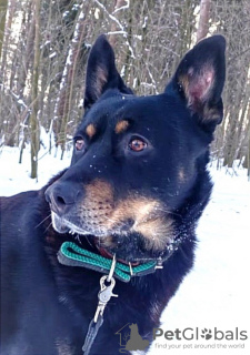 Photo №2 de l'annonce № 93058 de la vente chien bâtard - acheter à Fédération de Russie annonce privée