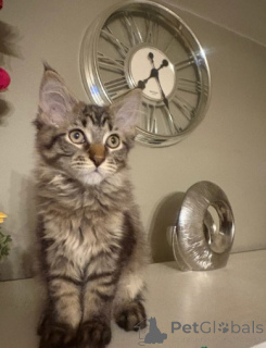 Photo №3. chatons maine coon. Norvège