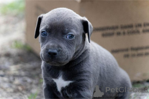 Photo №4. Je vais vendre american pit bull terrier en ville de Belgrade. annonce privée - prix - négocié
