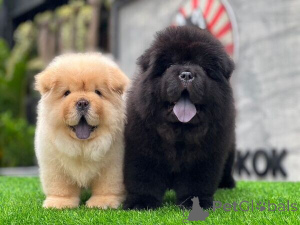 Photo №1. chow-chow - à vendre en ville de Borgholm | négocié | Annonce №169791