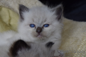 Photo №3. Chatons Ragdoll en bonne santé disponibles pour les foyers aimants. Pologne