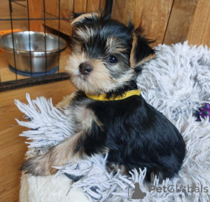 Photo №1. yorkshire terrier - à vendre en ville de Leipzig | 265€ | Annonce №119350