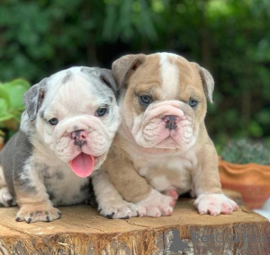 Photo №1. bulldog anglais - à vendre en ville de Texas City | 568€ | Annonce №56349