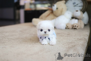 Photo №4. Je vais vendre bichon maltais en ville de Beverly Hills. éleveur - prix - négocié