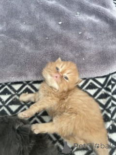 Photo №2 de l'annonce № 159893 de la vente persan - acheter à Lituanie annonce privée