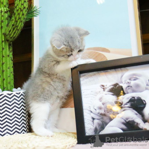 Photo №2 de l'annonce № 123806 de la vente british shorthair - acheter à Canada éleveur