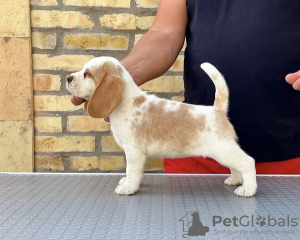 Photos supplémentaires: Chiots Beagle des meilleurs parents d'exposition