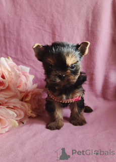 Photo №3. Fille du Yorkshire terrier. Fédération de Russie