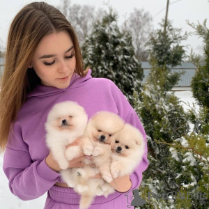 Photo №3. Les pays de Poméranie recherchent une maison de rêve.. Allemagne