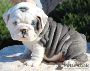 Photo №1. bulldog anglais - à vendre en ville de Tel Aviv | 500€ | Annonce №96946